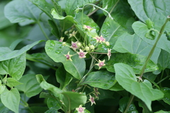 Tylophora indica